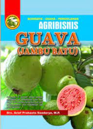 BUDIDAYA - USAHA - PENGOLAHAN AGRIBISNIS : GUAVA ( JAMBU BATU)